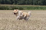 CHIEN FINNOIS DE LAPONIE 708